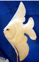 angelfish