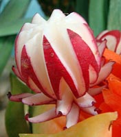 radish flower